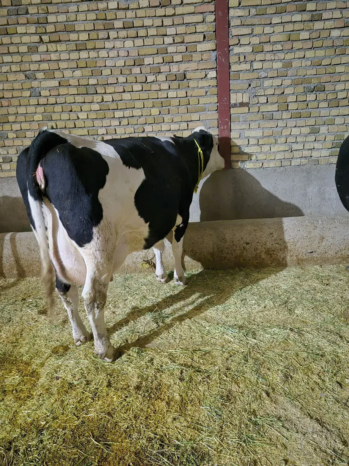 گاو سیمنتال مونت 40کیلوشیرباگوساله ماده|حیوانات مزرعه|بروجرد, |دیوار