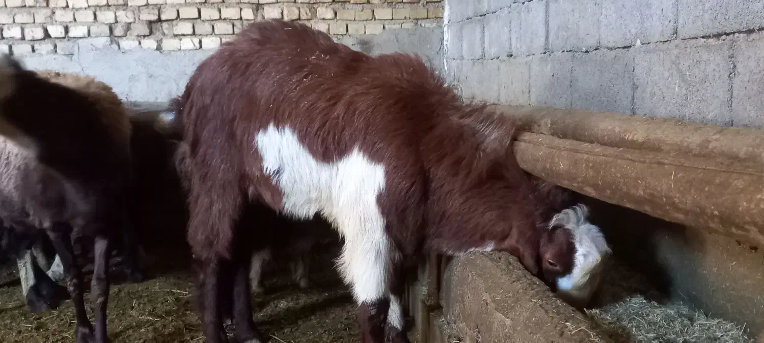 بز نر|حیوانات مزرعه|خنداب, |دیوار