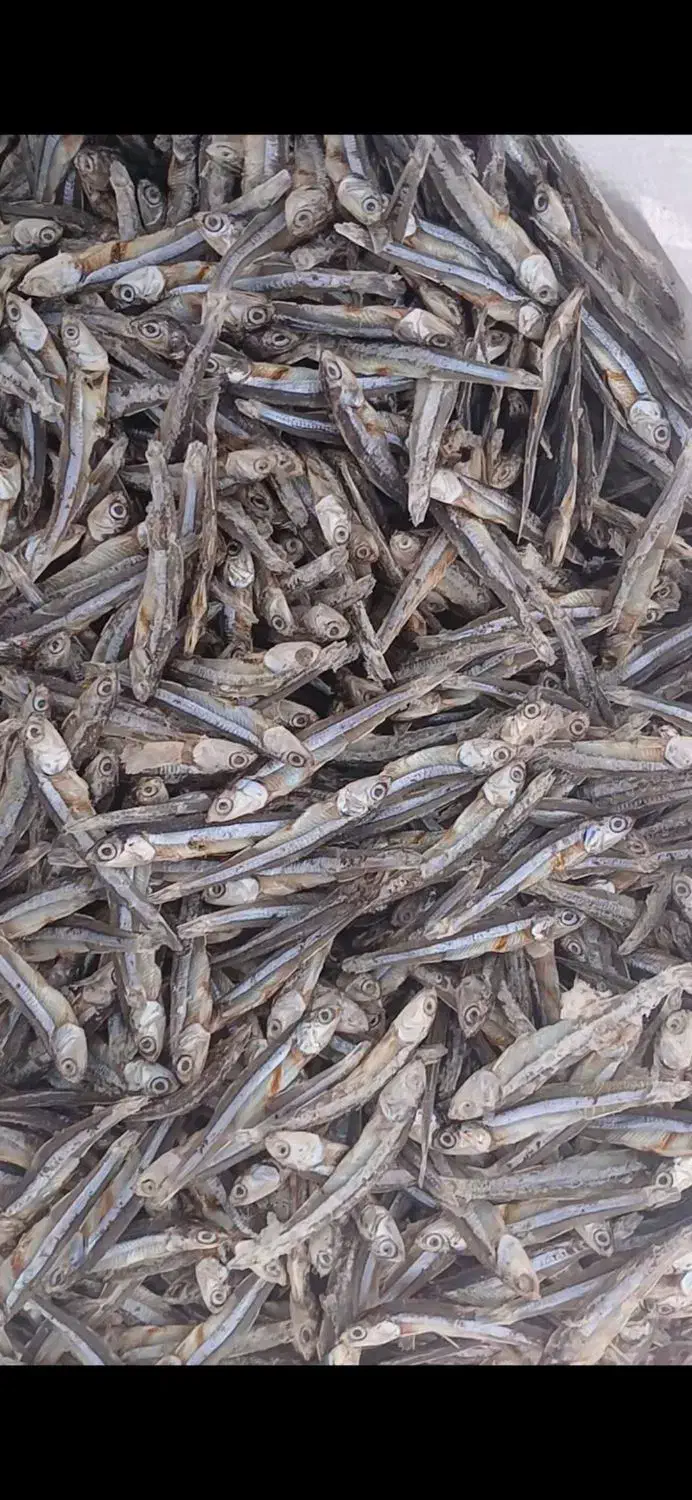 ماهی متوتا|ماهی|جهرم, |دیوار