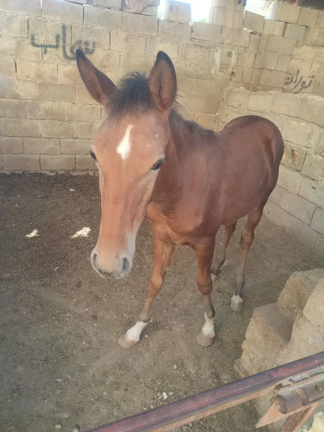 اسب|اسب و تجهیزات اسبسواری|شادگان, |دیوار