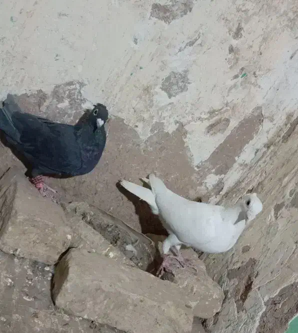 کبوتر|پرنده|زاوه, |دیوار