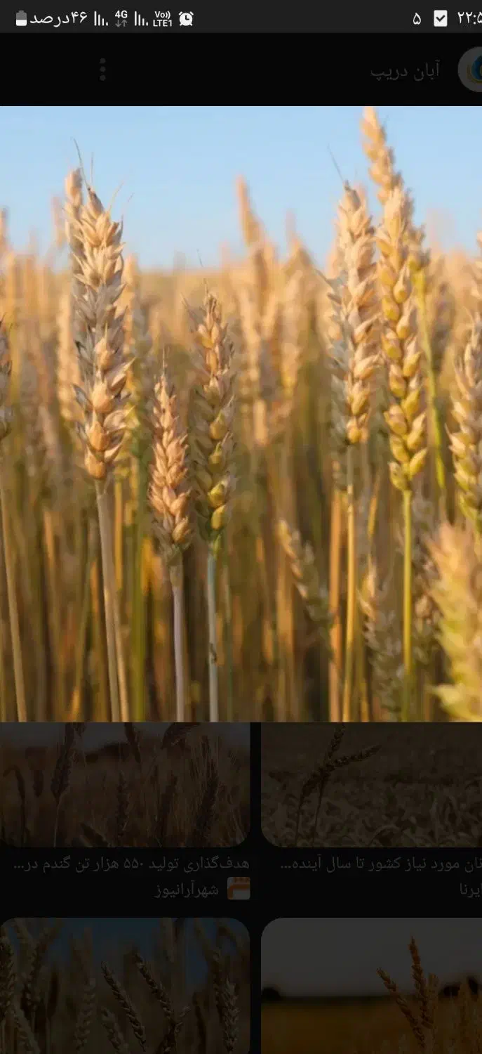 گندم بذری سم نشده|عمده‌فروشی|اسفراین, |دیوار