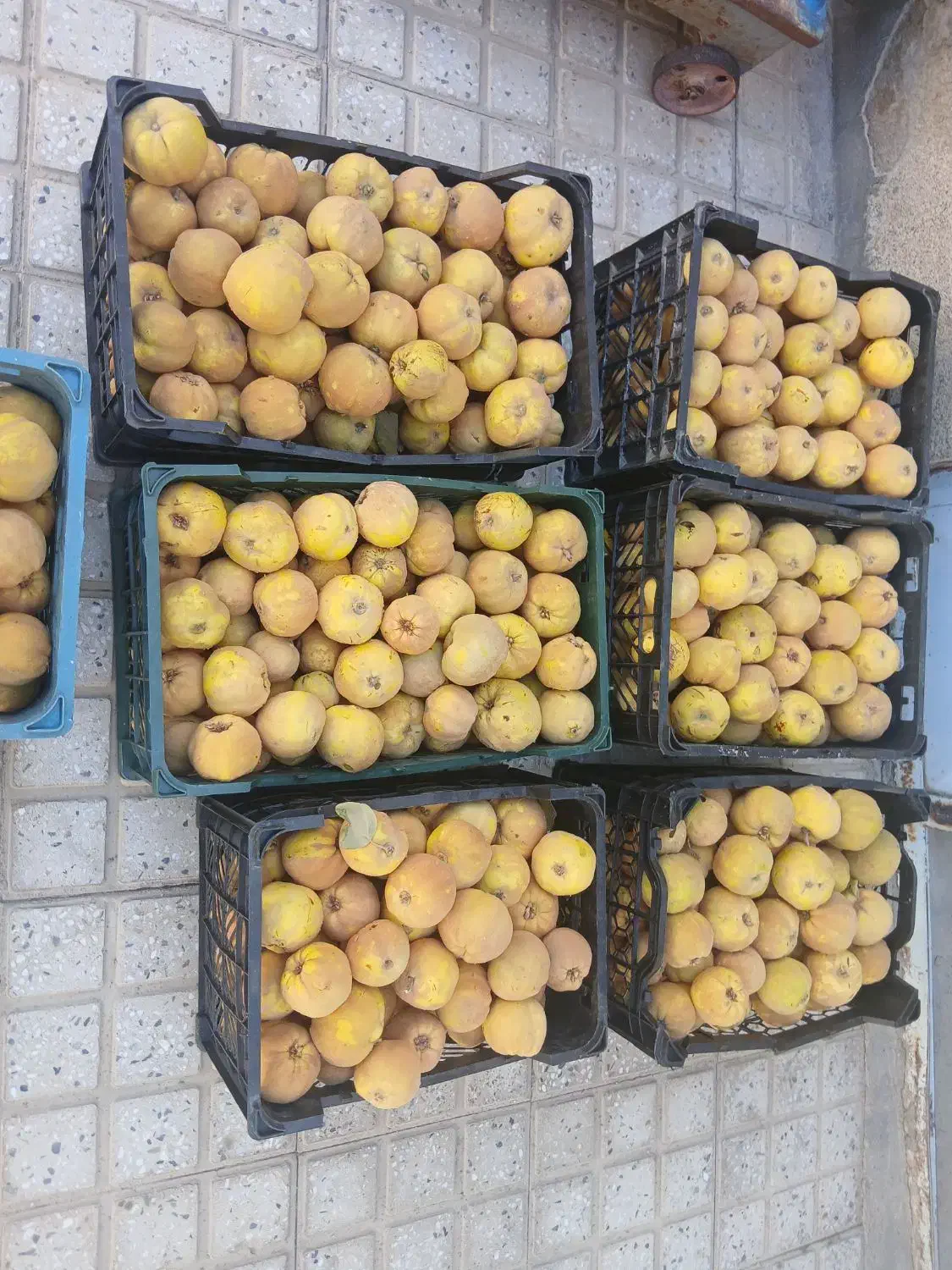 میوه به|خوردنی و آشامیدنی|تیران, |دیوار