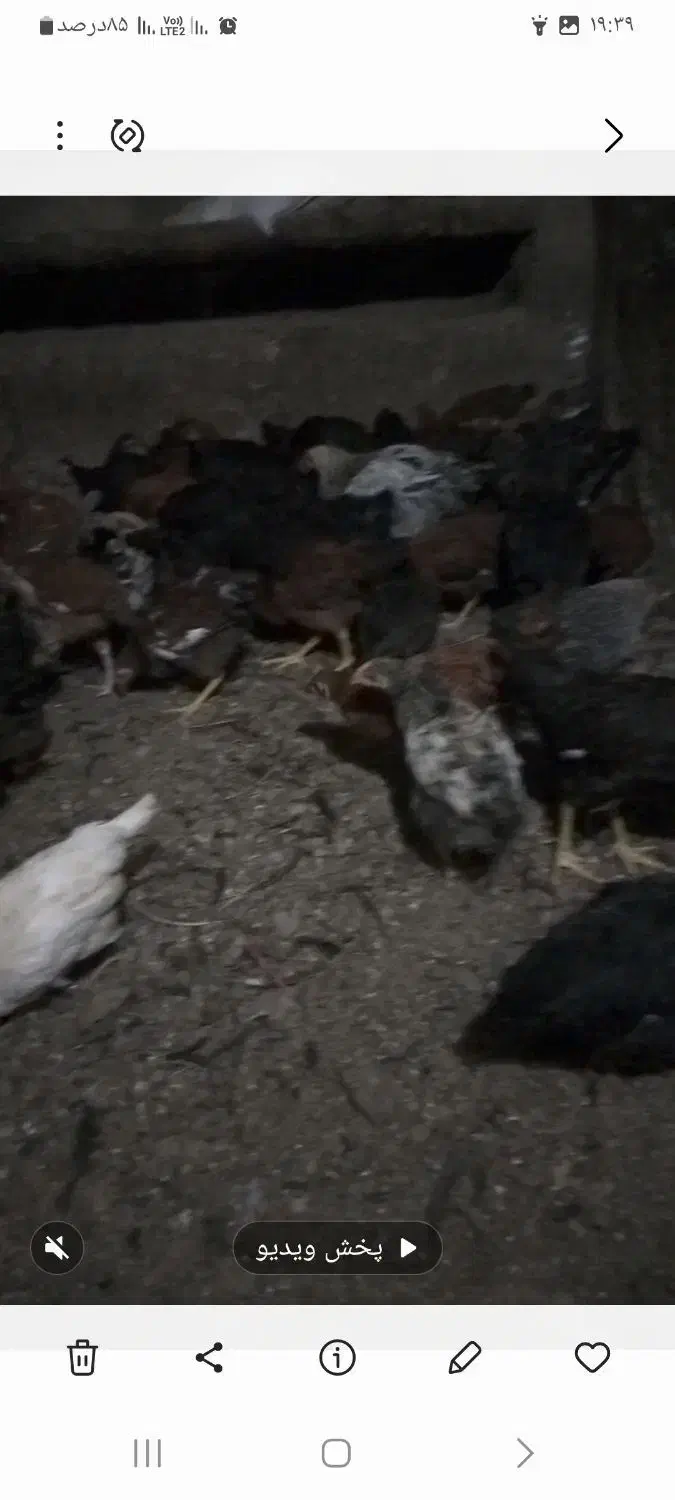 جوجه رنگی محلی|حیوانات مزرعه|دشتابی, |دیوار