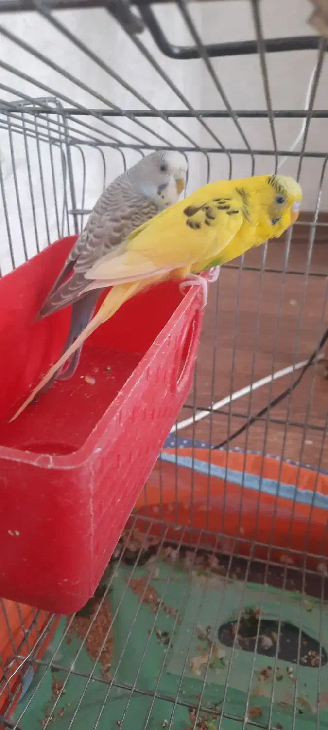 فروش مرغ عشق|پرنده|اردبیل, |دیوار