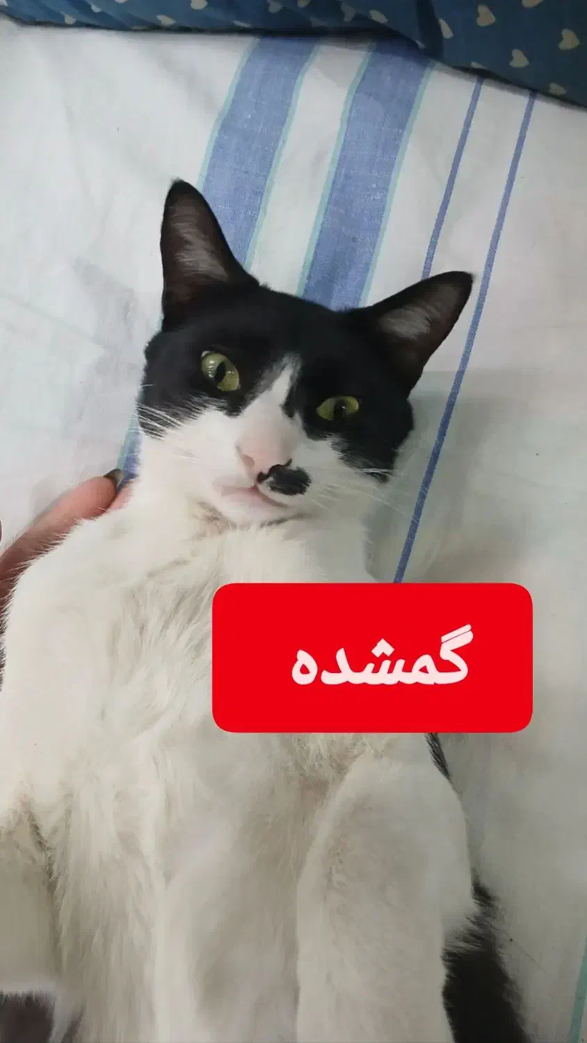 گمشده|حیوانات|نوشهر, |دیوار