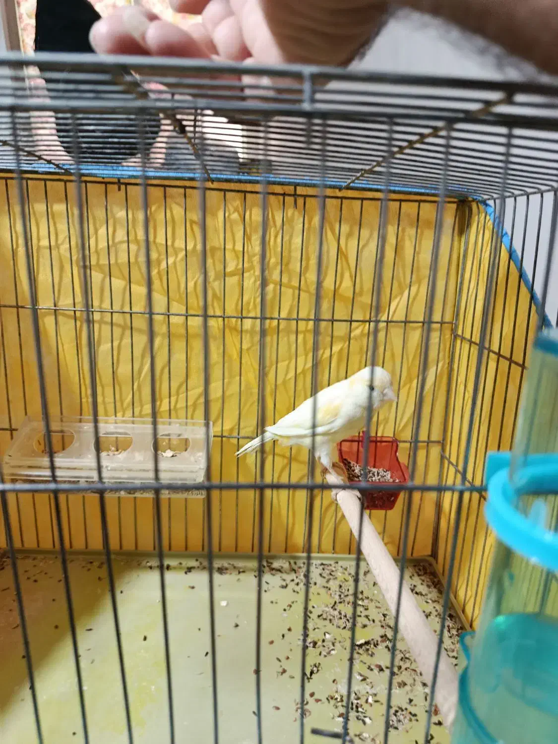 قناری ماده لیمویی مست مست|پرنده|کازرون, |دیوار