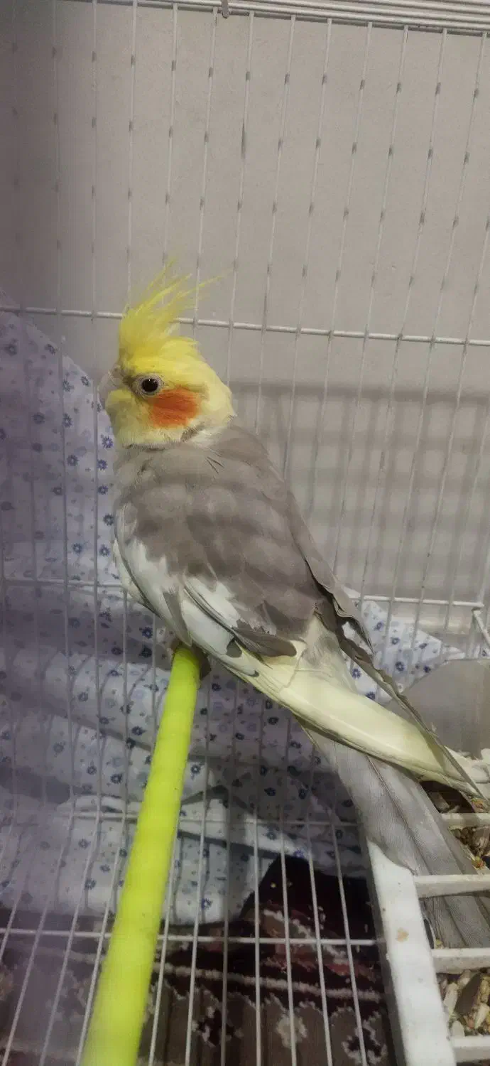 فروش عروس هلندی|پرنده|شیراز, فاضل|دیوار