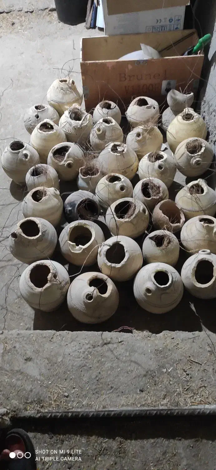 فنچ مرغ عشق|پرنده|بندرعباس, |دیوار