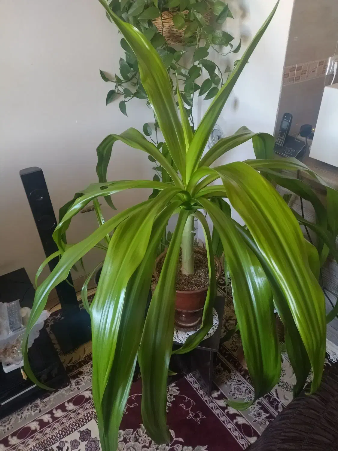 گل ذرتی|گل و گیاه طبیعی|صدرا-فارس, فاز ۱|دیوار