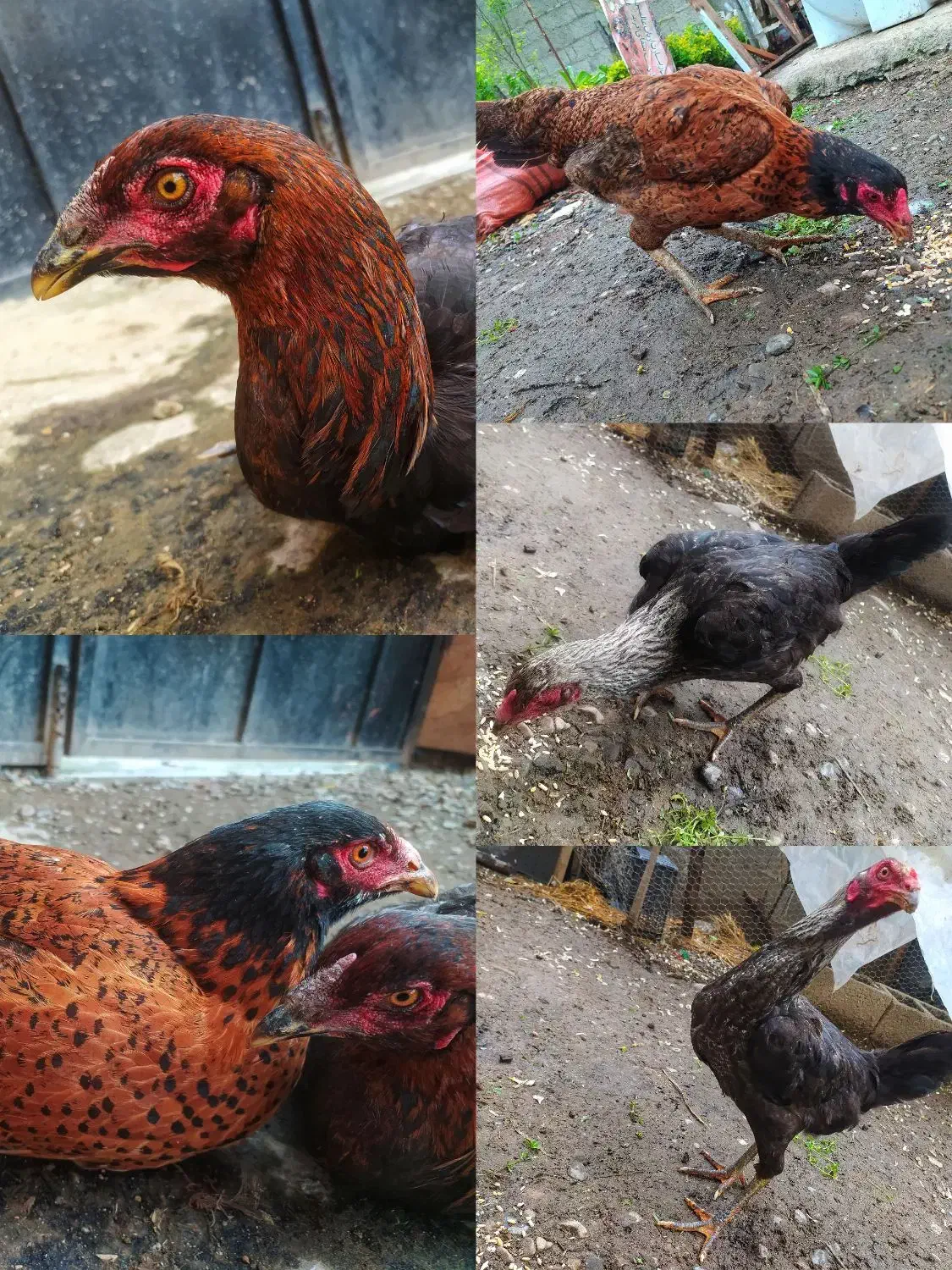 مرغ|حیوانات مزرعه|فومن, |دیوار