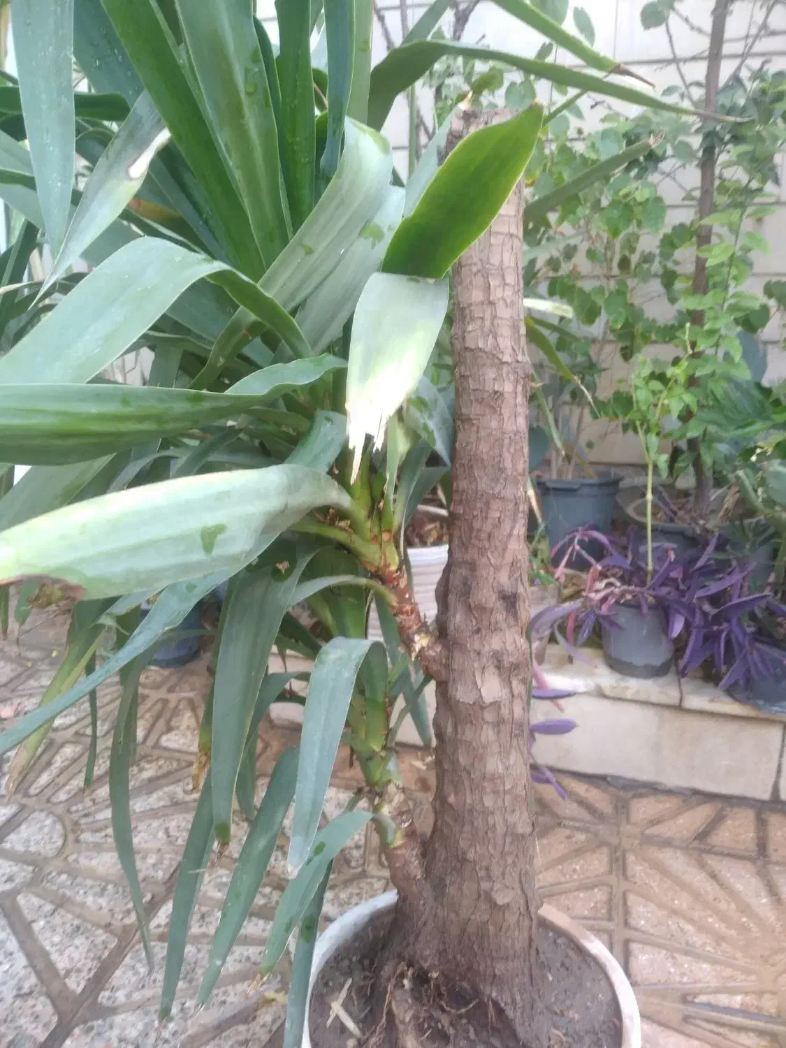 گل یوکا|گل و گیاه طبیعی|تهران, تاکسیرانی|دیوار