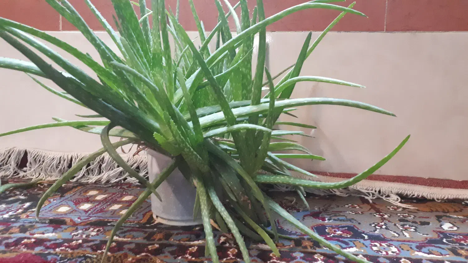 گل آلوورا|گل و گیاه طبیعی|بروجرد, |دیوار