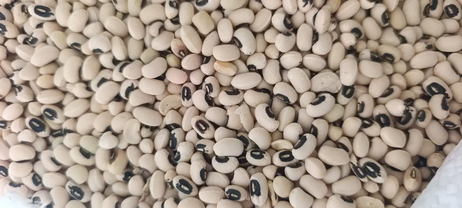 لوبیا|عمدهفروشی|شوشتر, |دیوار