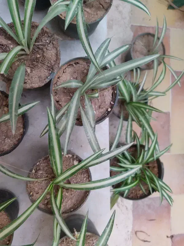 گندمی کوچک|گل و گیاه طبیعی|یزد, |دیوار