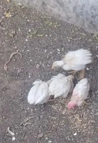 جوجه|حیوانات مزرعه|قم, انسجام|دیوار