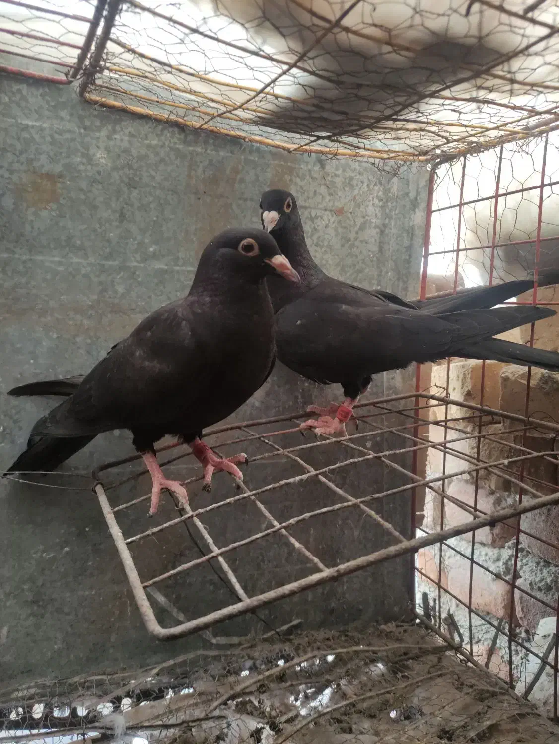 کفتر|پرنده|بیرجند, |دیوار