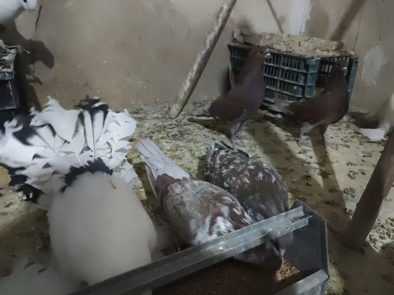 کفتر|پرنده|قم, حاج زینل|دیوار