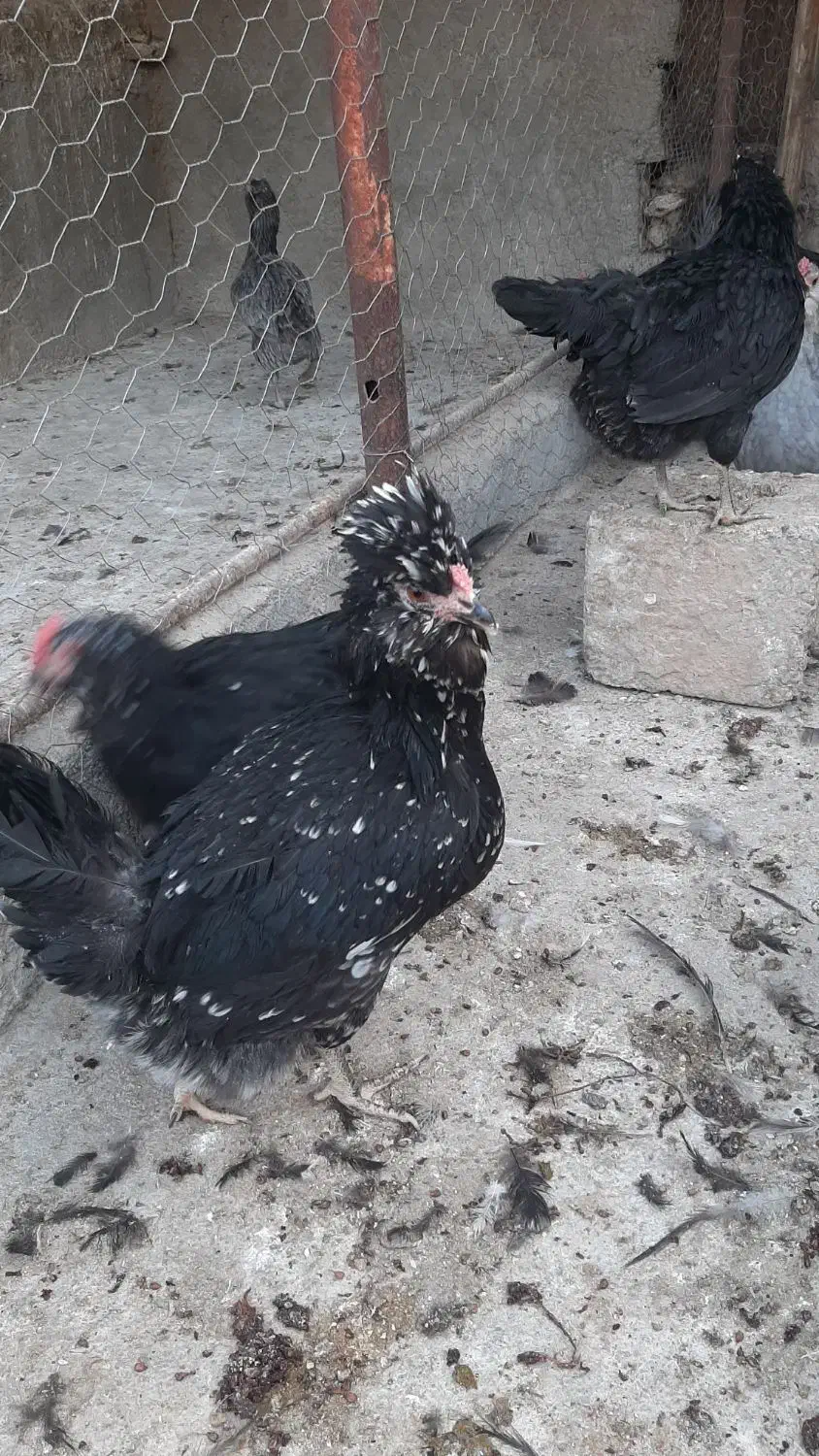 مرغ و خروس گلین|حیوانات مزرعه|مبارکه, |دیوار