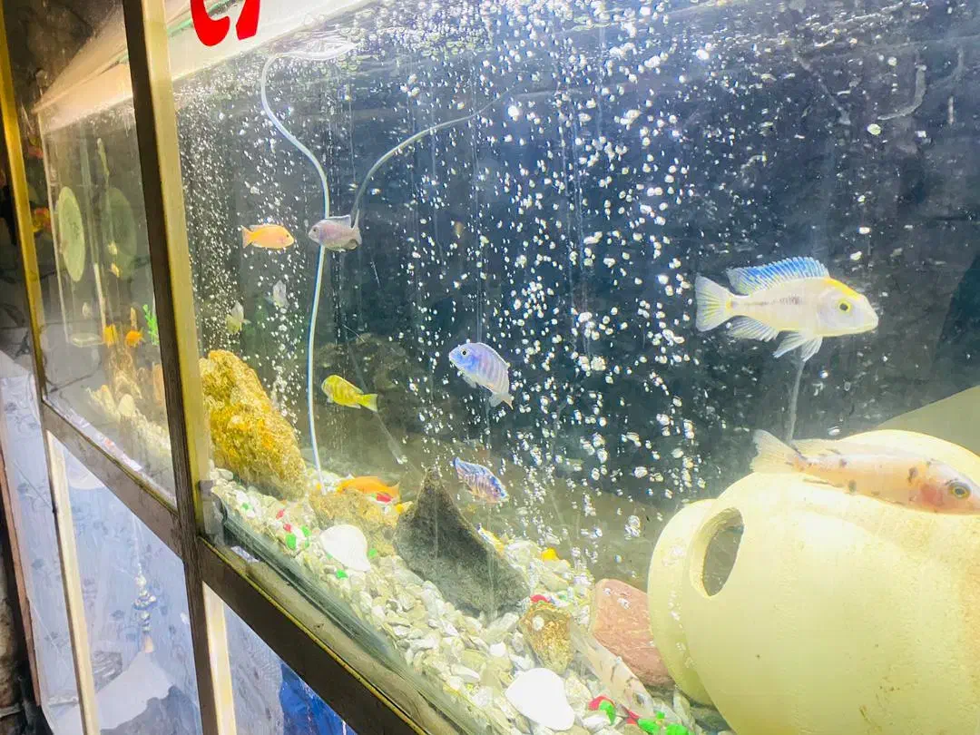 اکواریوم بزرگ|ماهی|سراوان, |دیوار