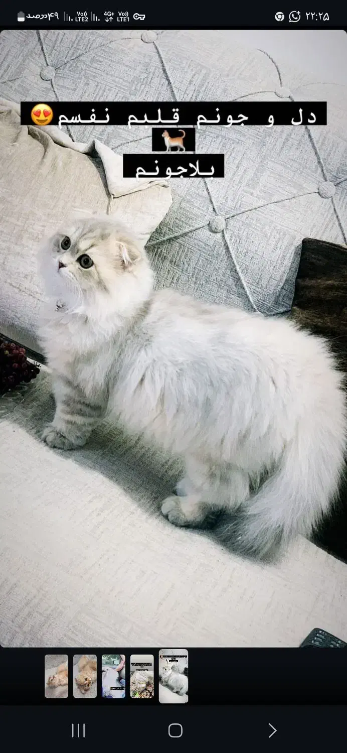 گربه بریتیش|گربه|بندرعباس, |دیوار