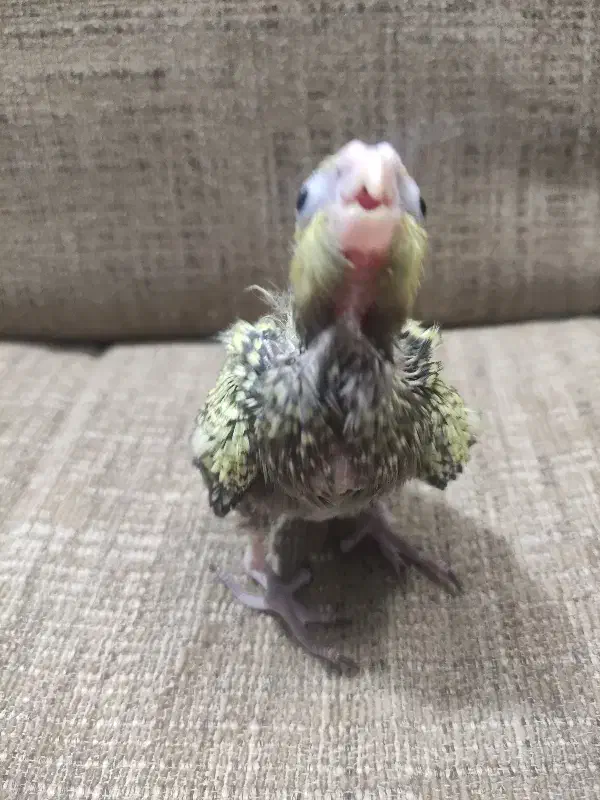 عروس جوجه|پرنده|مشهد, نیزه|دیوار