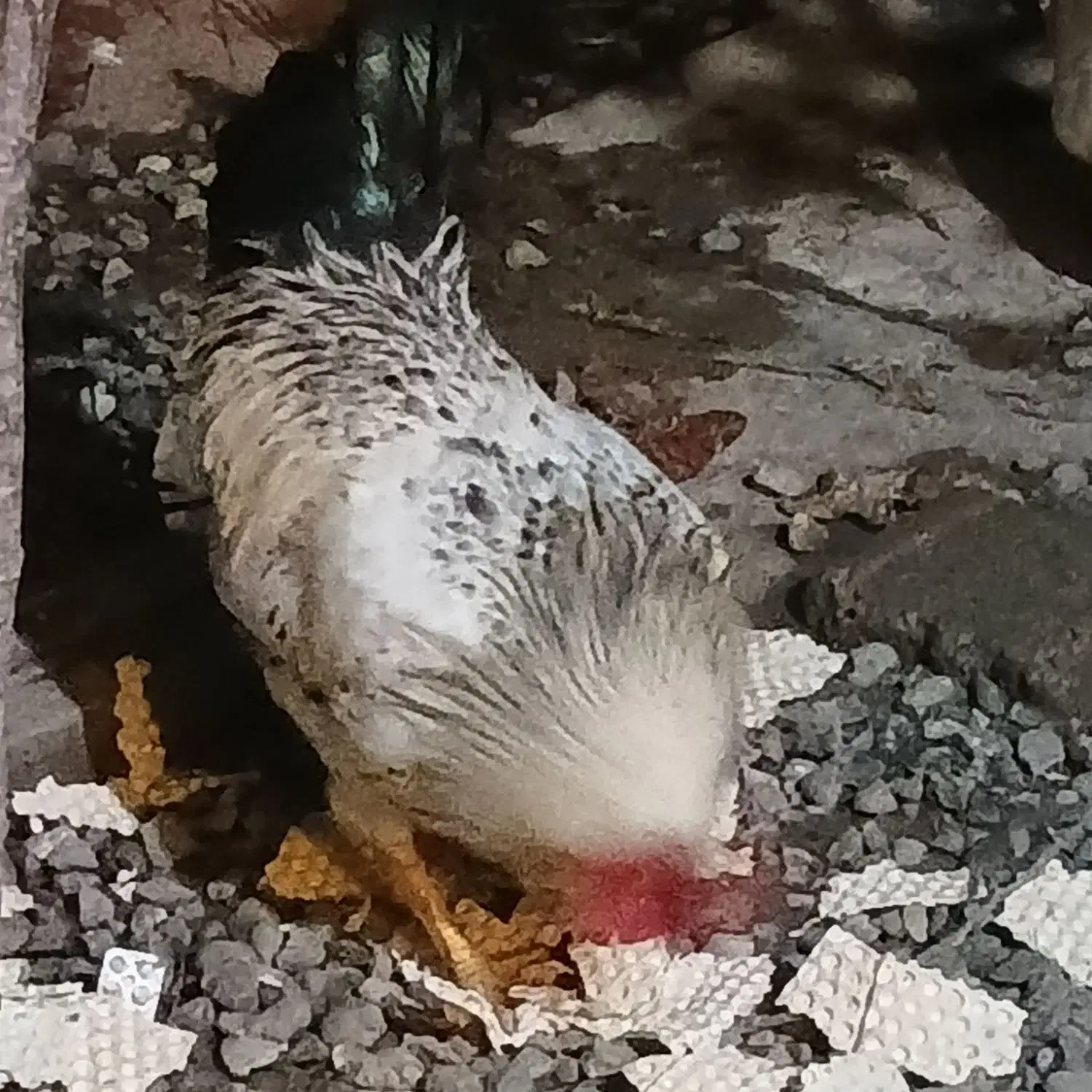 خروس بالغ|حیوانات مزرعه|رشت, سیا اسطلخ|دیوار