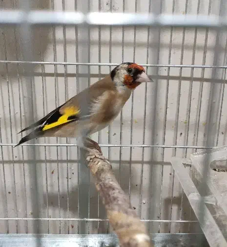 سهره قفس و یکماه قفس بندر ماهشهر|پرنده|چمران, |دیوار