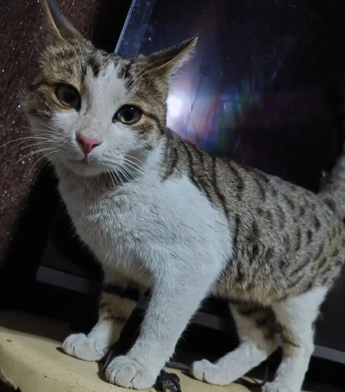 گربه گم شده در انتظار صاحب اصلی خودش|گربه|سیرجان, |دیوار