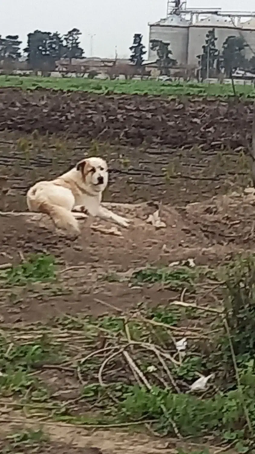 سگ الابا|سگ|خان ببین, |دیوار