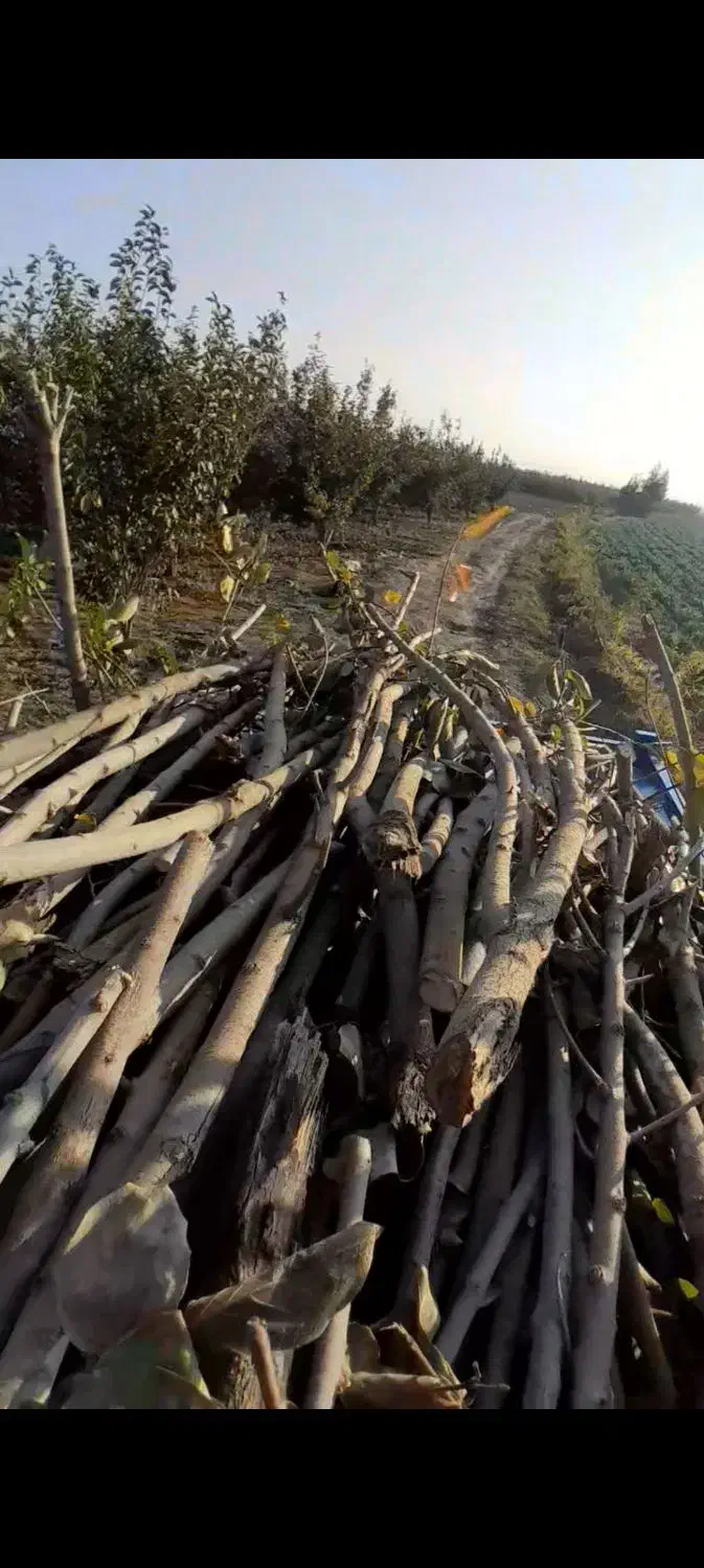 خریدچوب باغی شاخه از۲تا۸تومن|خدمات باغبانی و درختکاری|گرگان, |دیوار