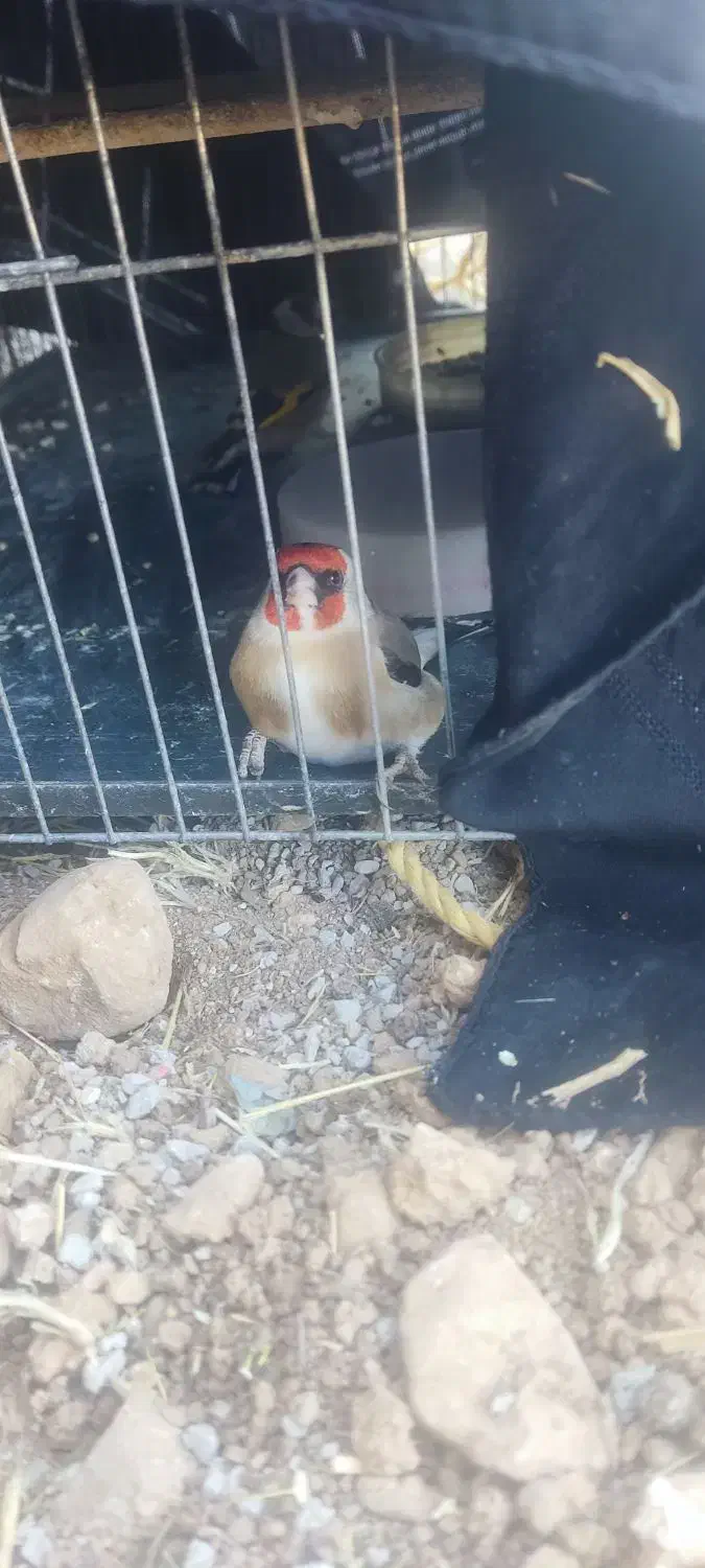 سهره|پرنده|بستان آباد, |دیوار