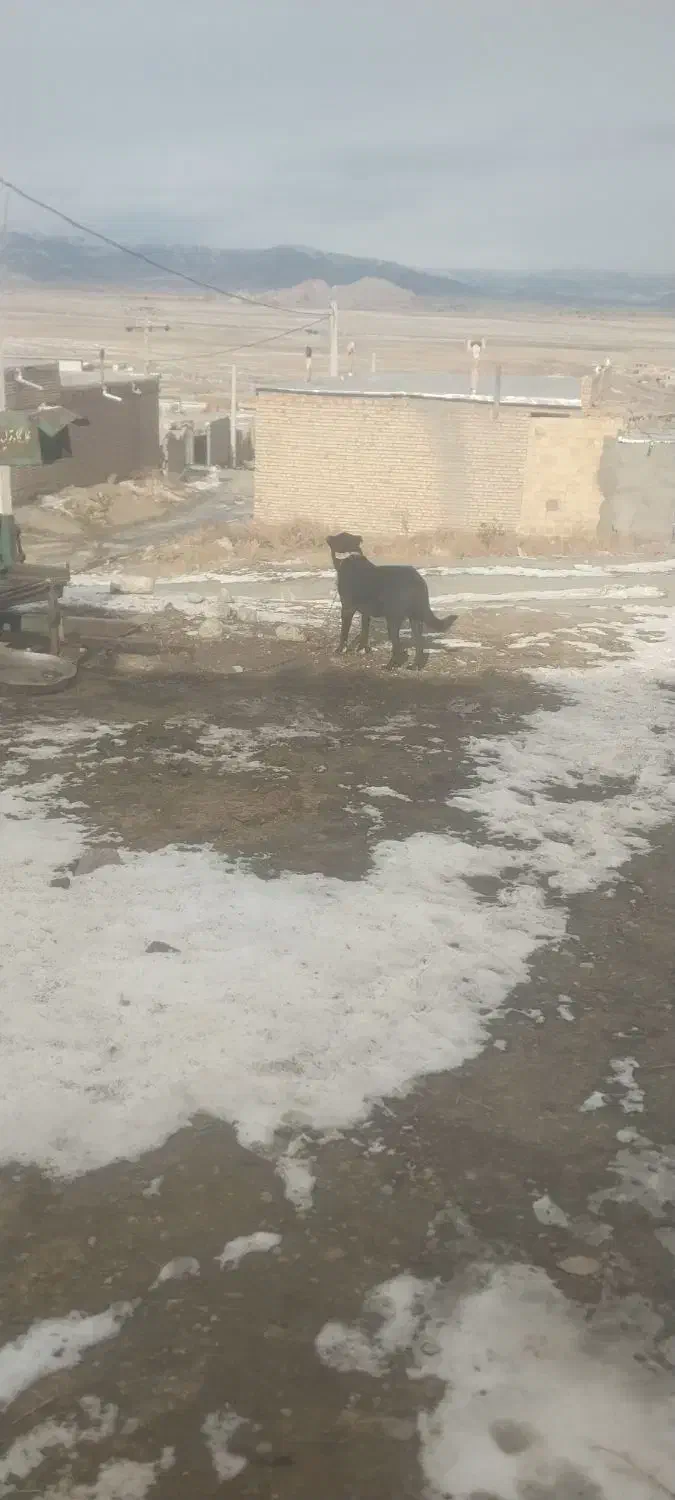 سه ساله|سگ|خوی, |دیوار