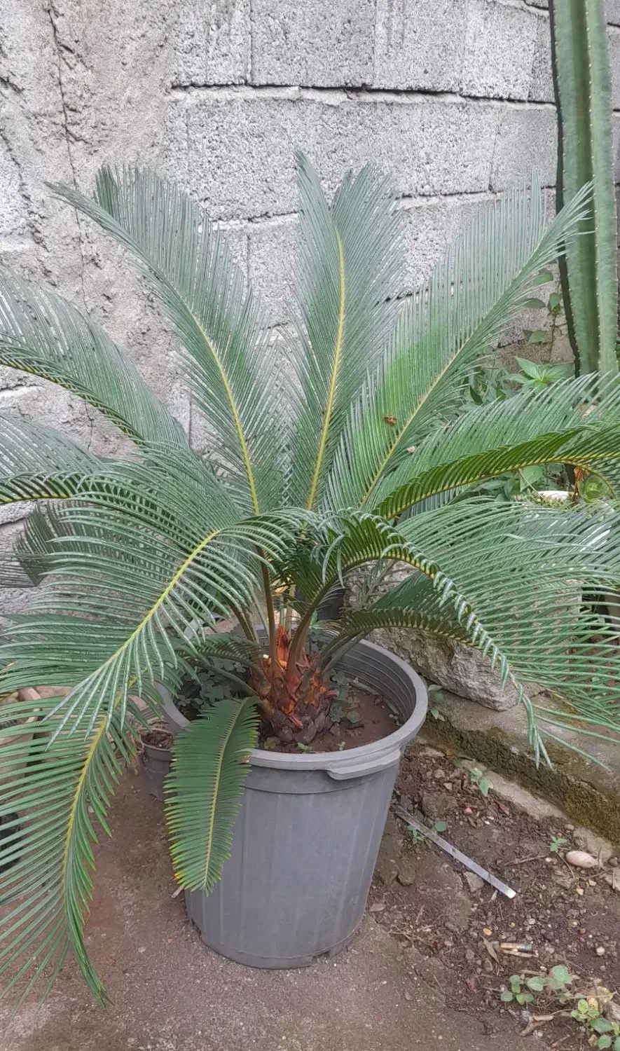 گل . گل های آپارتمانی و باغچه ای در گلدان|گل و گیاه طبیعی|شلمان, |دیوار