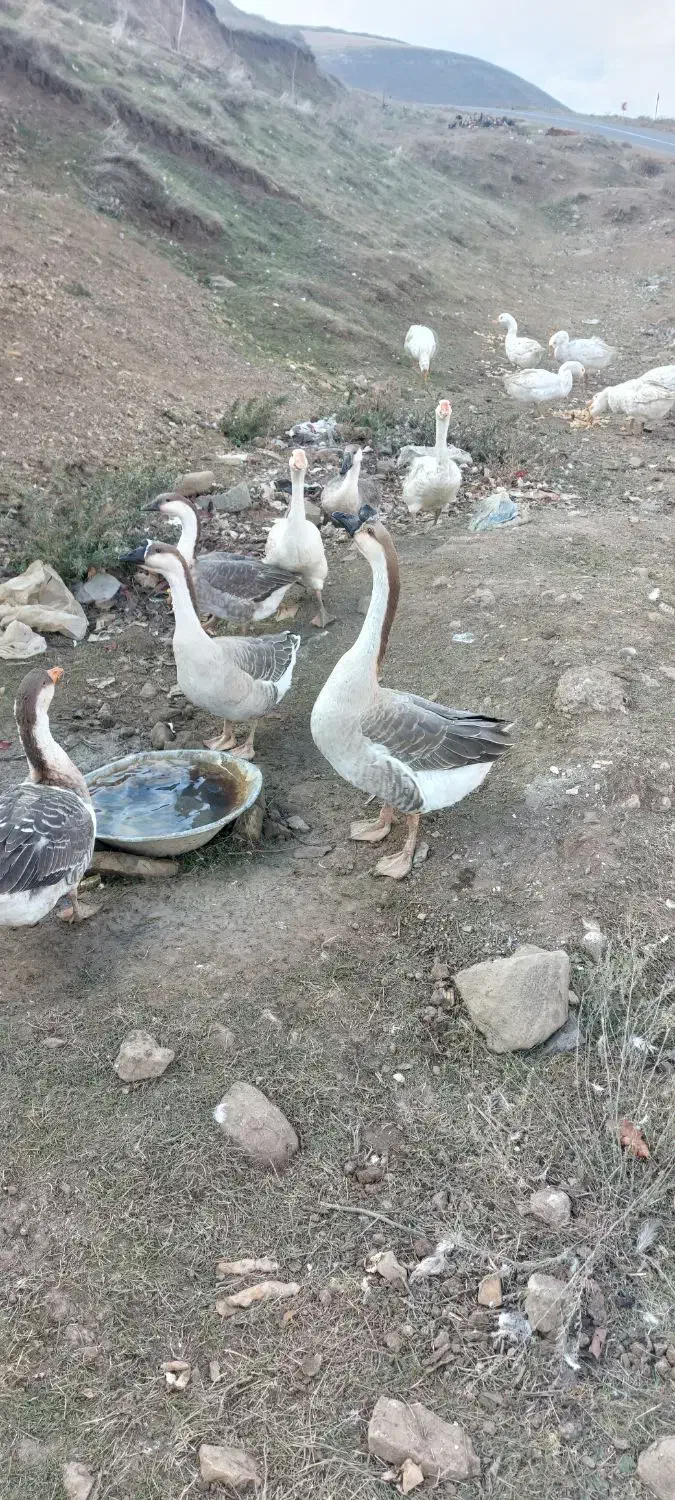 قوغاز|حیوانات مزرعه|گرمی, |دیوار