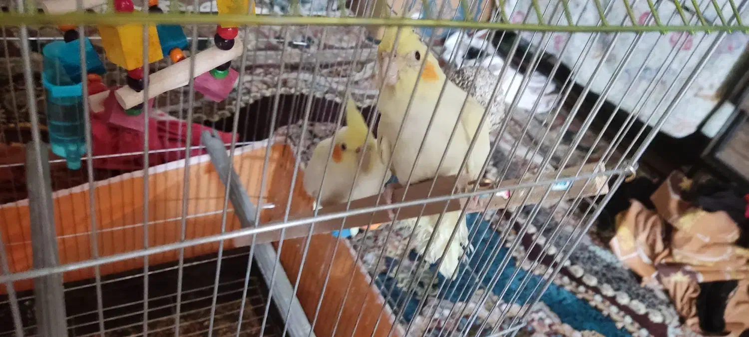 یک جفت عروس هلندی لوتینو سالم|پرنده|قم, شاه ابراهیم|دیوار