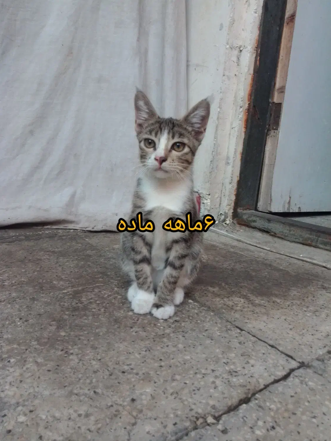 واگذاری تعدادی گربه به صورت رایگان|گربه|ساری, |دیوار