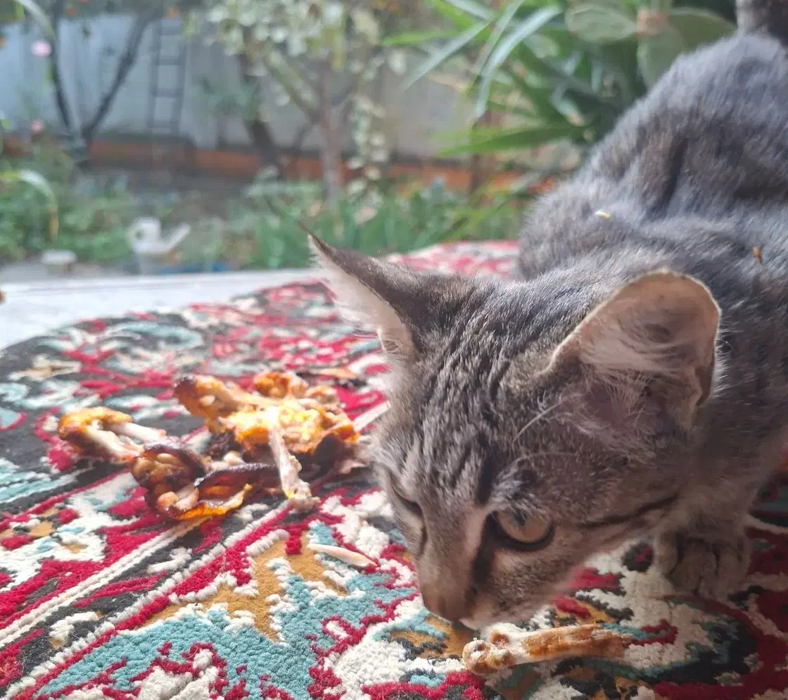 دوتا گربه اهلی|گربه|گرگان, |دیوار