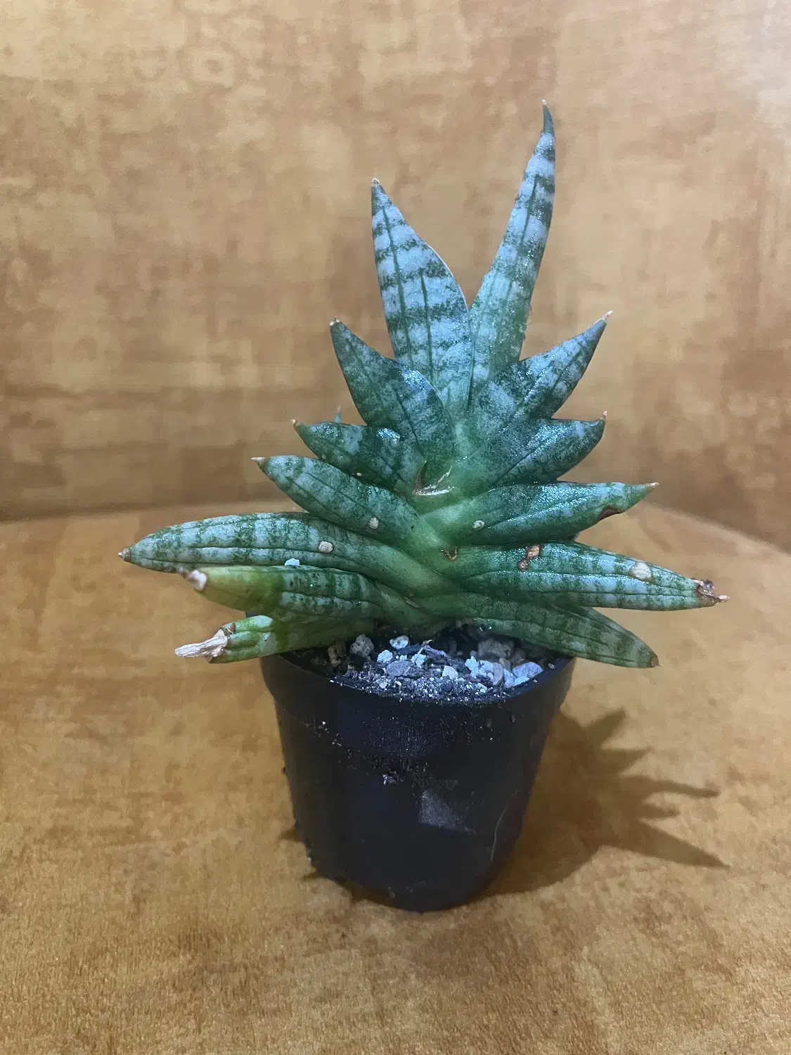 کاکتوس|گل و گیاه طبیعی|مشهد, آیت الله کاشانی|دیوار