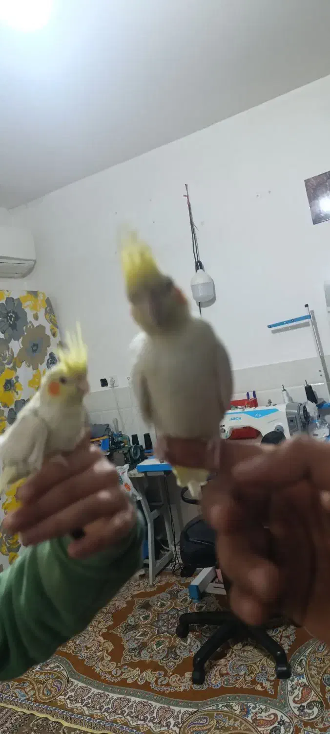 دوعدد جوجه عروس هلندی نر و ماده|پرنده|قم, علی آباد|دیوار