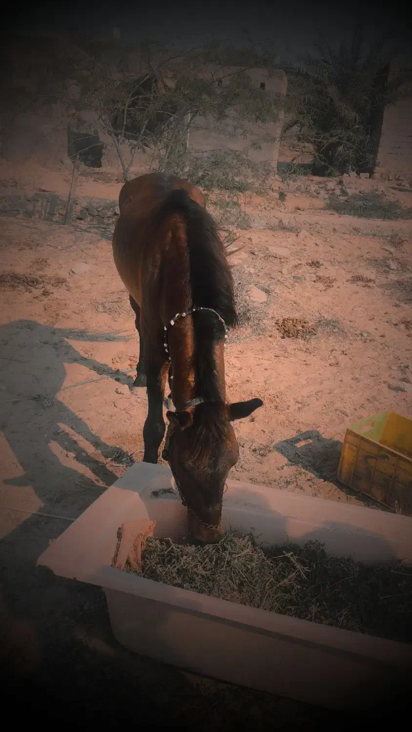 اسب|اسب و تجهیزات اسب‌سواری|قشم, |دیوار