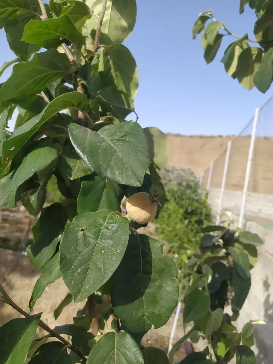 باغ فروشی در شاندیز ابراهیم خان|فروش زمین و ملک کلنگی|شاندیز, |دیوار