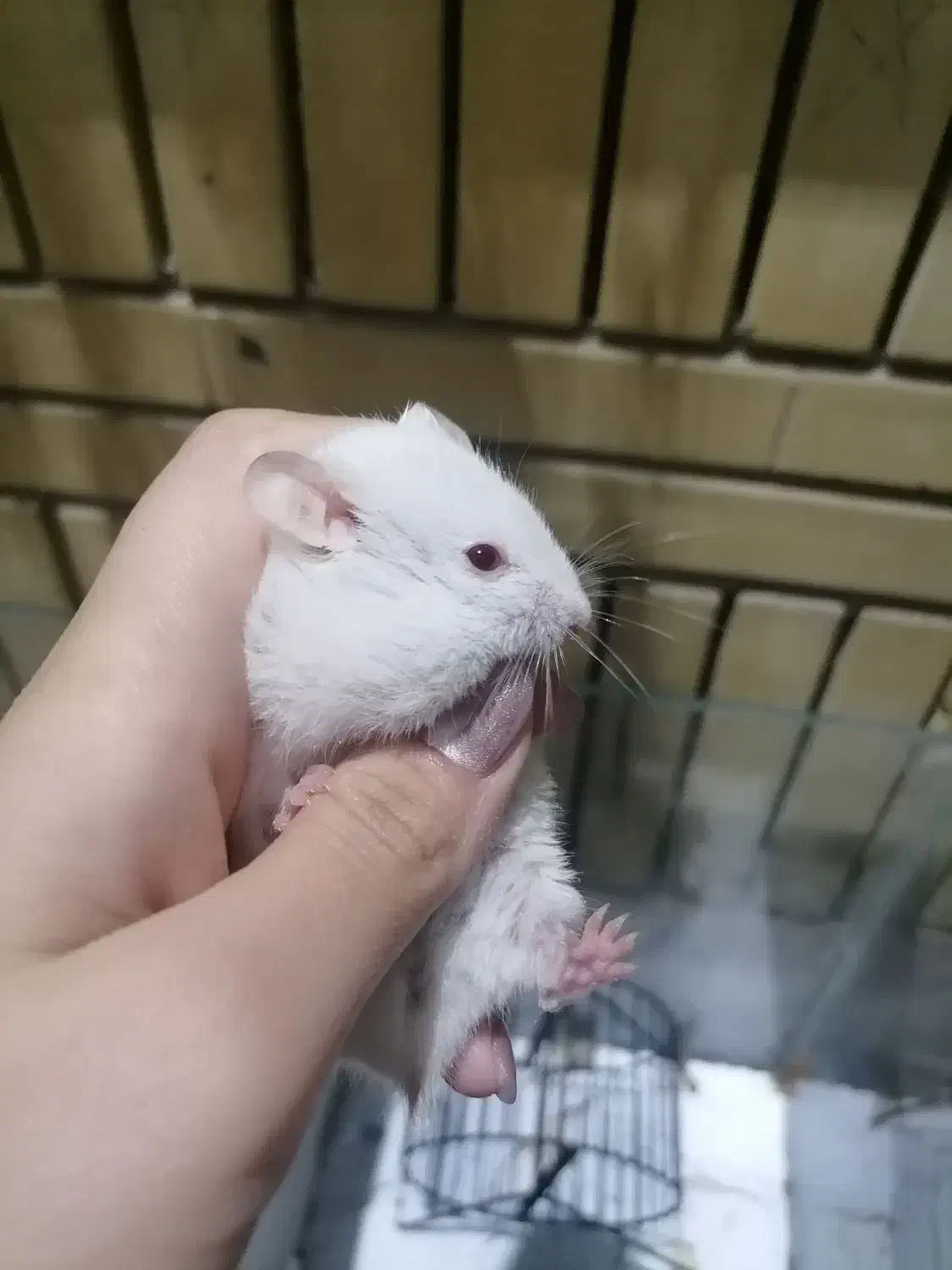 همستر بازیگوش|موش و خرگوش|مشهد, سرافرازان|دیوار