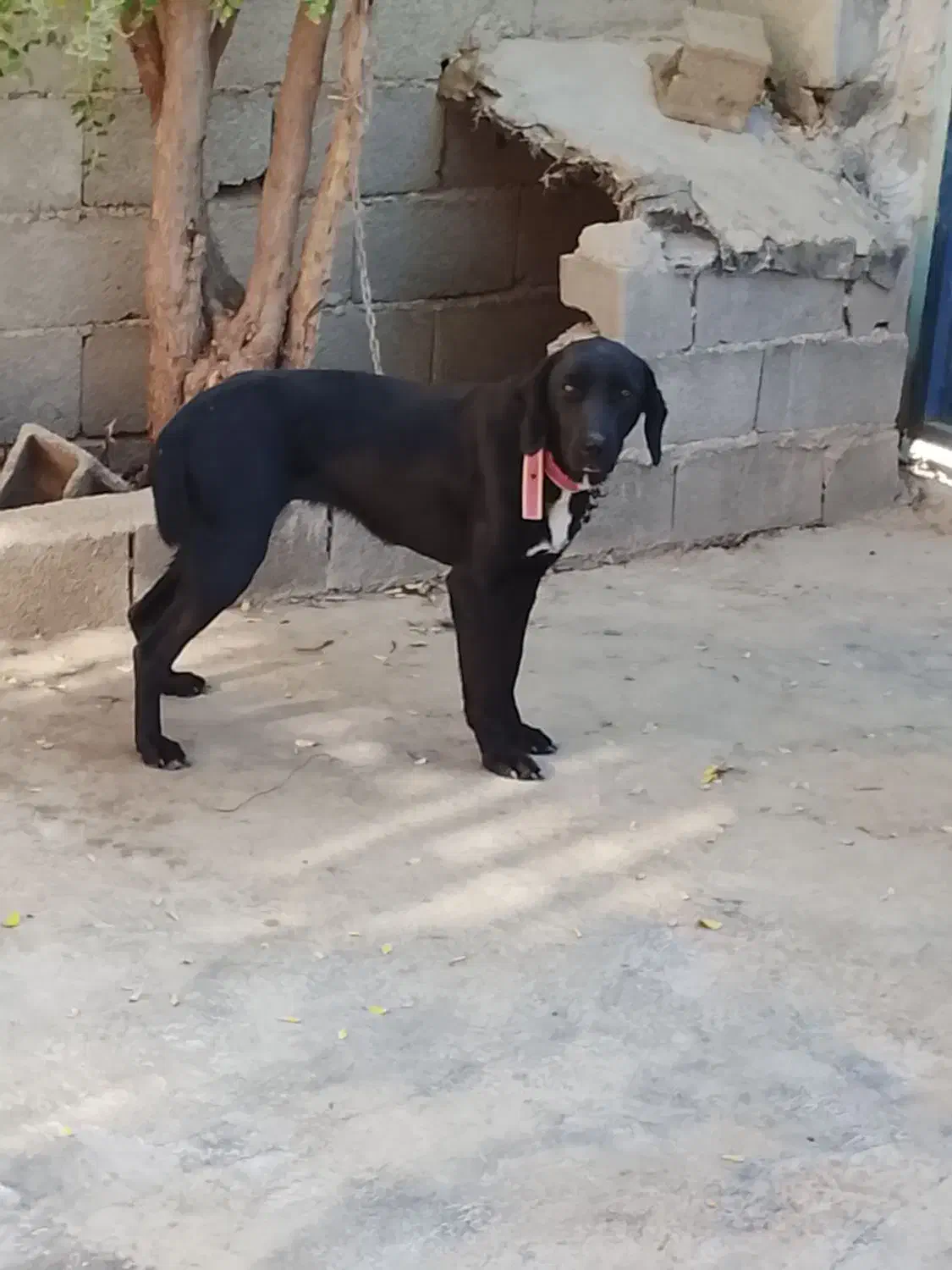 سگ دمبلانی|سگ|کلاله, |دیوار