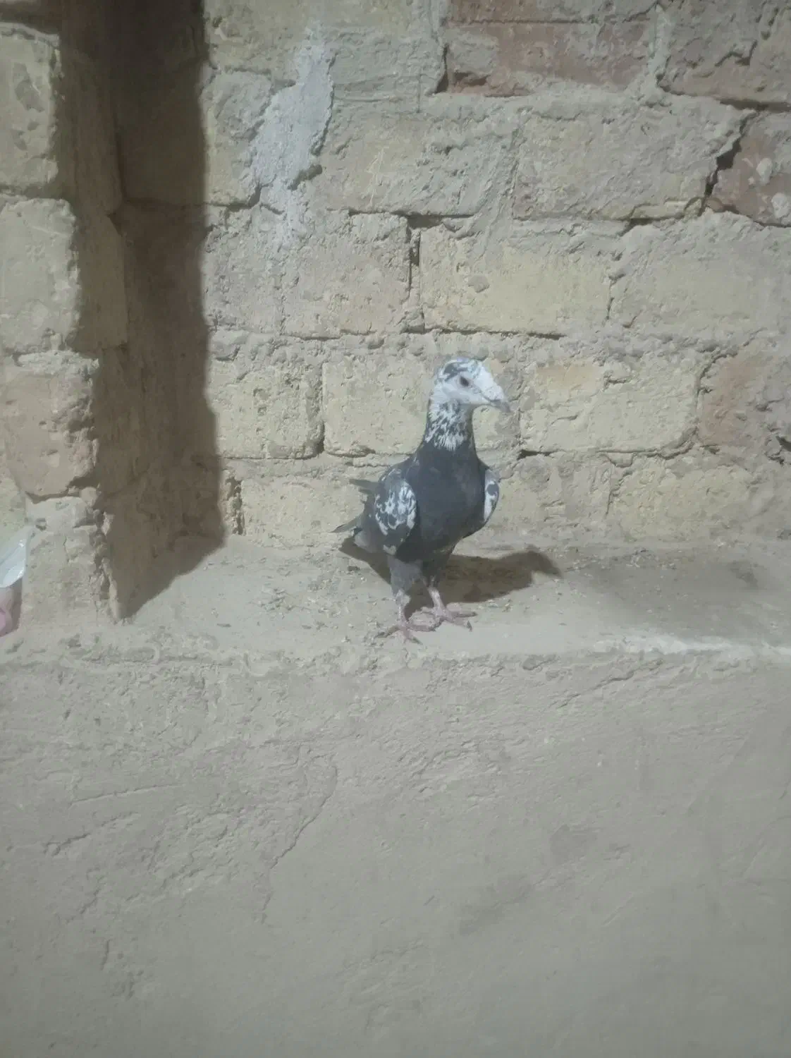 ماده بزک سیاه و سینه سلیمونی|پرنده|فسا, |دیوار