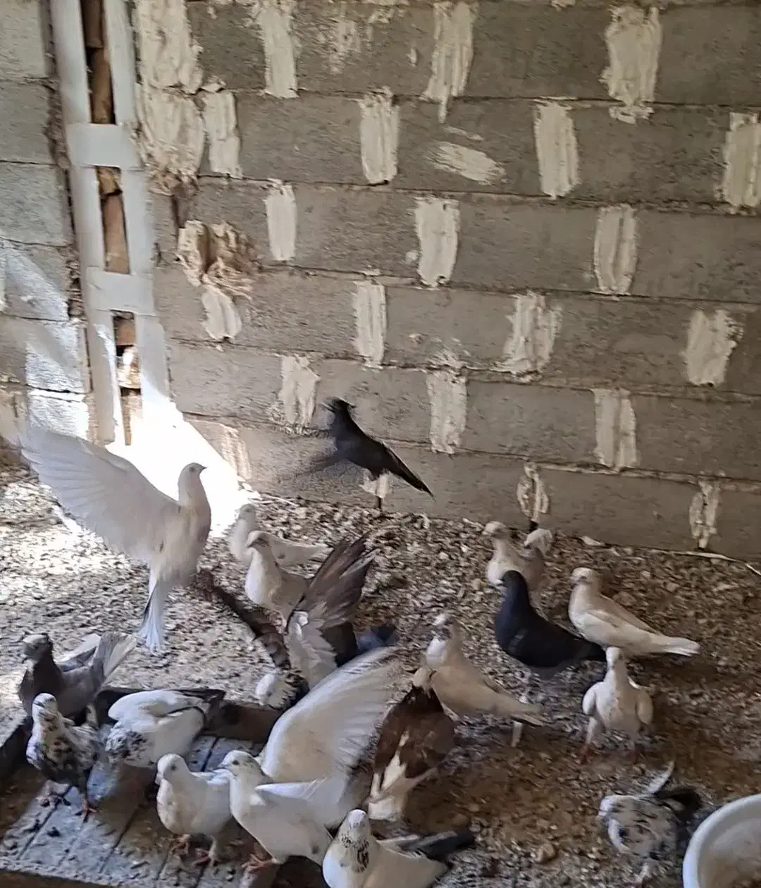 تعدادی کبوتر پرشی سالم و سرحال|پرنده|خوانسار, |دیوار