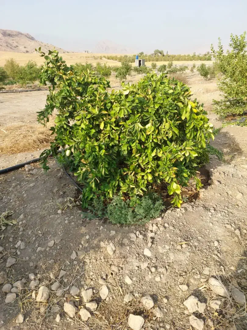 معاوضه باغ ۲ هزار متری با مسکن ملی|فروش دفتر صنعتی، کشاورزی، تجاری|دوگنبدان, |دیوار