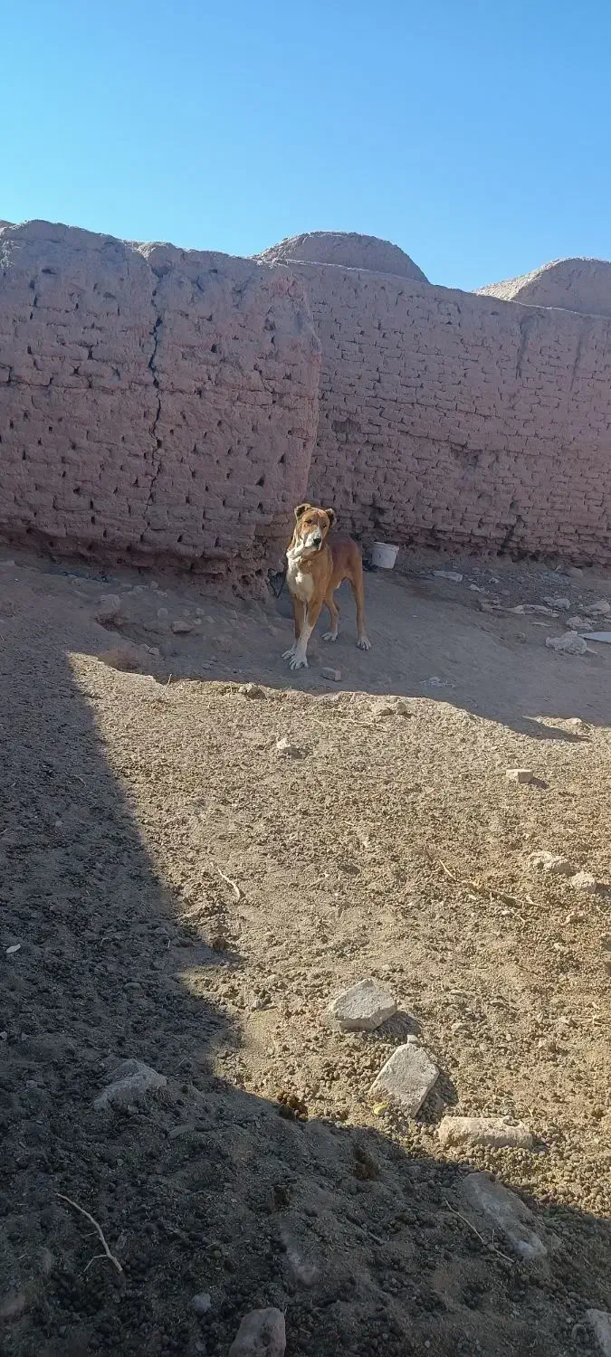 سگ خوب|سگ|بیرجند, |دیوار