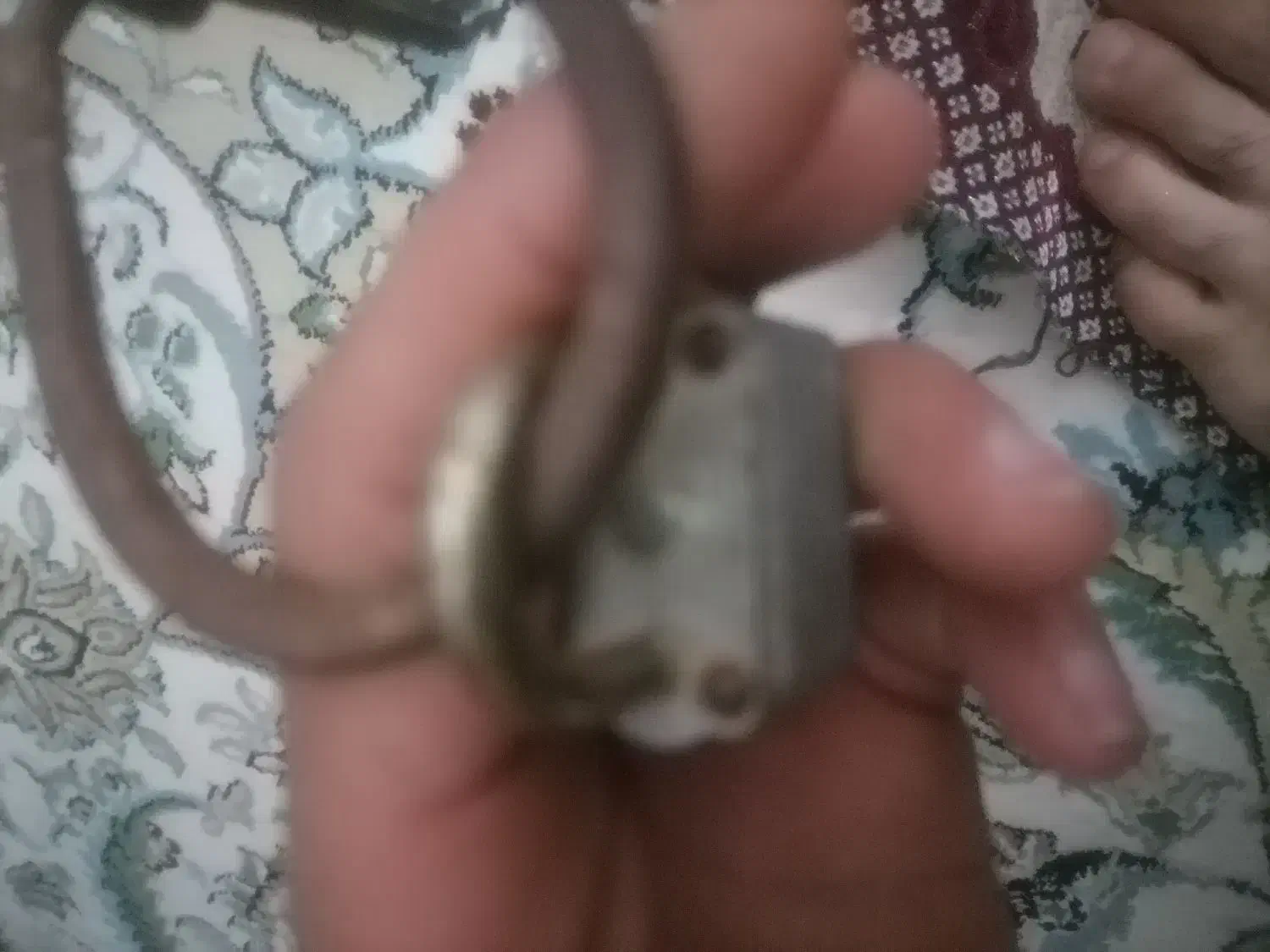 قفل قدیمی|کلکسیون اشیاء عتیقه|یزد, |دیوار