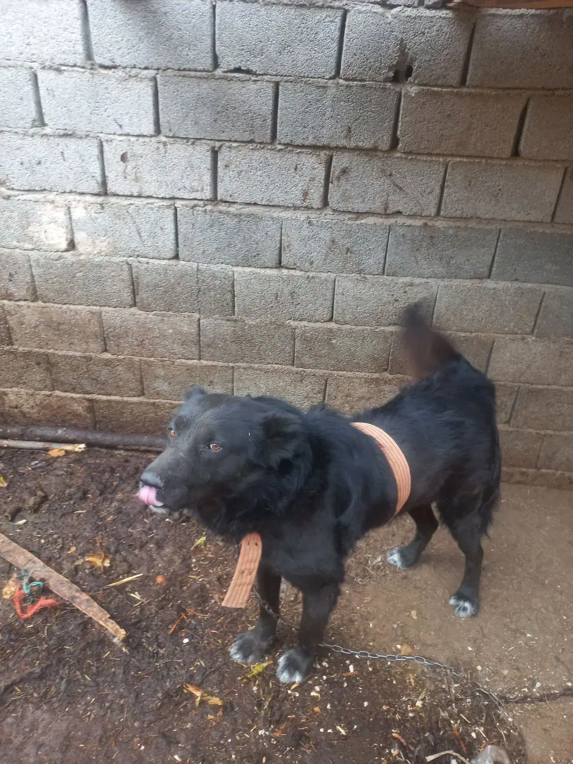 سگ گده جانی|سگ|بناب, |دیوار